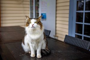cradle mountain hotel reviews - Howard the boss cat, pet-friendly accommodation