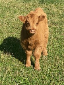animal friendly accommodation cradle mountain - highland cattle calf