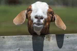 pet friendly accommodation tasmania - Boer goat kid enjoying the sun