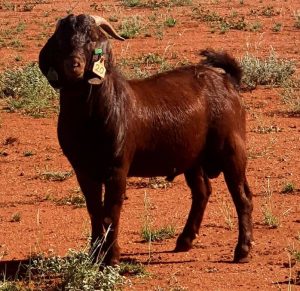 accommodation sheffield tasmania - red buck goat
