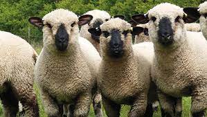 sheep as pets - Hampshire Down sheep