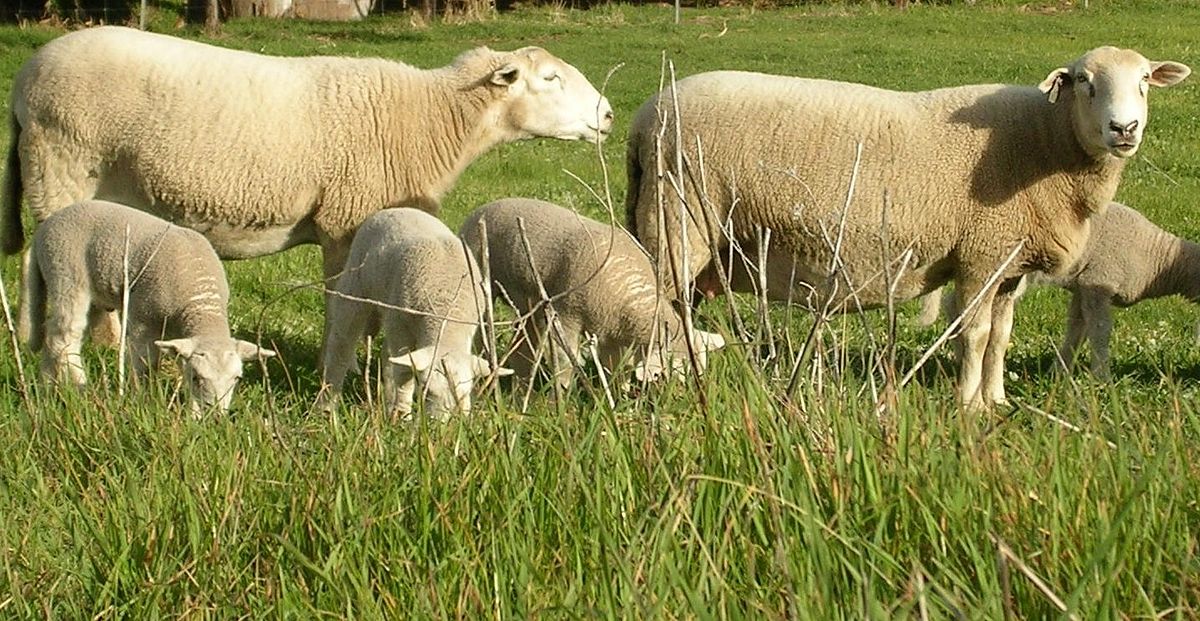 sheep as pets