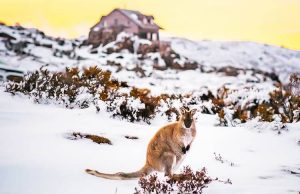 winter in Tasmania - wallaby in the snow